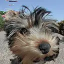 ヨークシャーテリア
Yorkshire Terrier
050-1