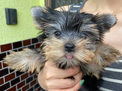 ヨークシャー・テリアの子犬販売