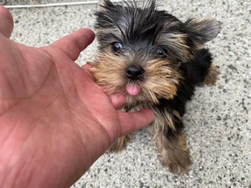 ヨークシャー・テリアの子犬販売