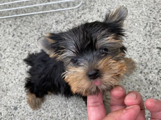 ヨークシャー・テリアの子犬販売