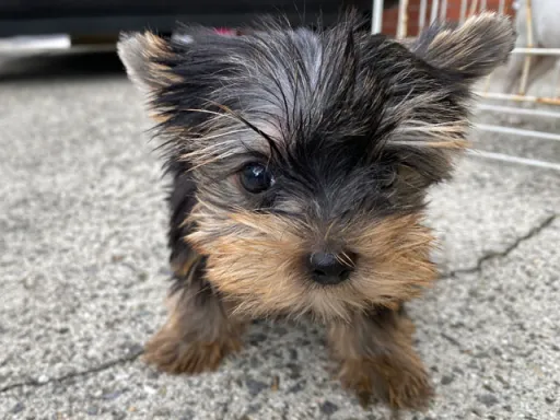 ヨークシャー・テリアの子犬販売