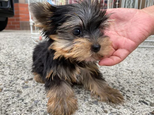 ヨークシャー・テリアの子犬販売