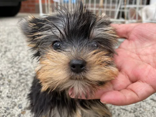 ヨークシャー・テリアの子犬販売