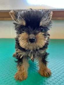 ヨークシャー・テリア