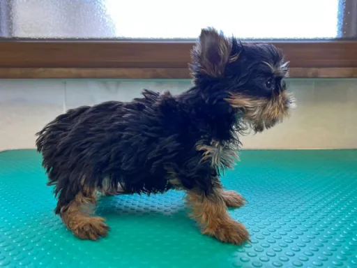 ヨークシャー・テリアの子犬販売