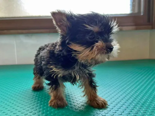 ヨークシャー・テリアの子犬販売