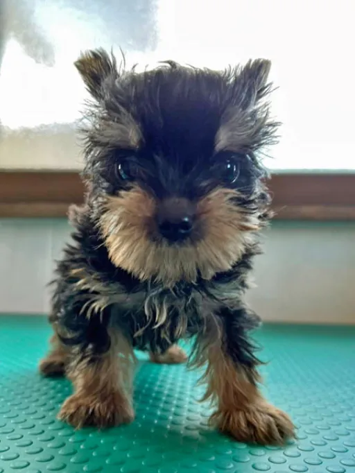 ヨークシャー・テリアの子犬販売