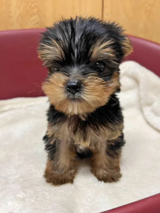 ヨークシャー・テリアの子犬販売