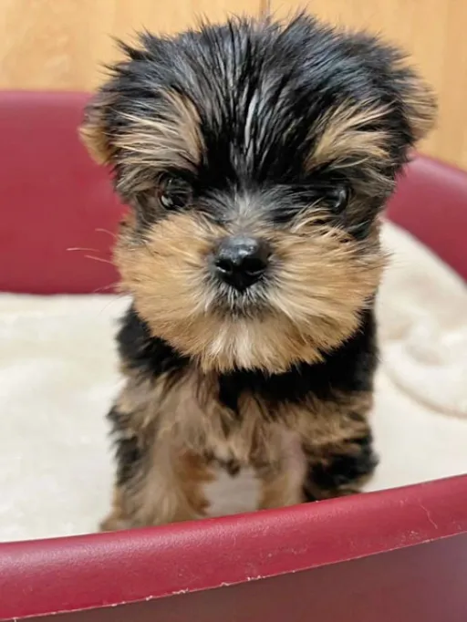 ヨークシャー・テリアの子犬販売