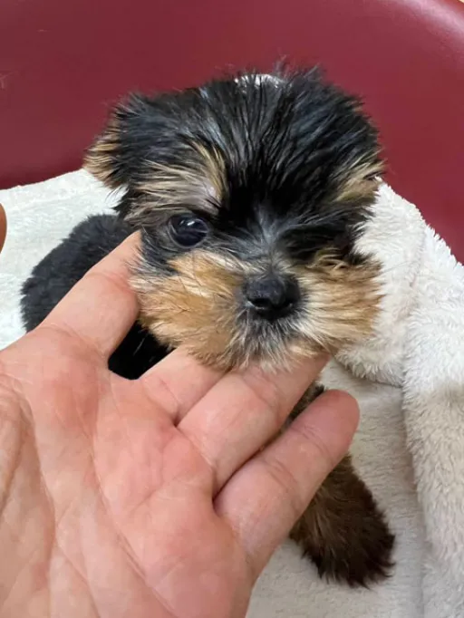 ヨークシャー・テリアの子犬販売