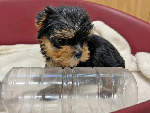 ヨークシャー・テリアの子犬販売