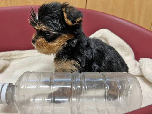 ヨークシャー・テリアの子犬販売