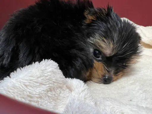 ヨークシャー・テリアの子犬販売