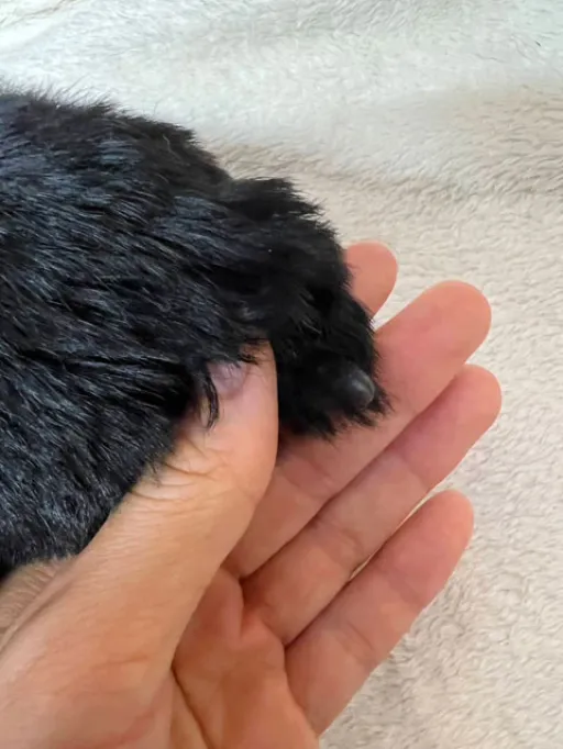 ヨークシャー・テリアの子犬販売