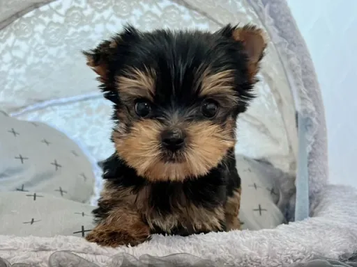 ヨークシャー・テリアの子犬販売