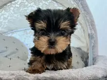 ヨークシャー・テリア