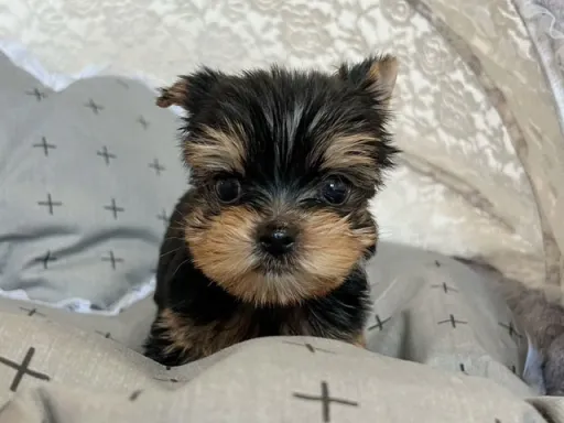 ヨークシャー・テリアの子犬販売