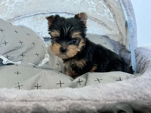 ヨークシャー・テリアの子犬販売