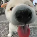 柴犬
Shiba-Inu
161-8