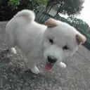 柴犬
Shiba-Inu
161-3