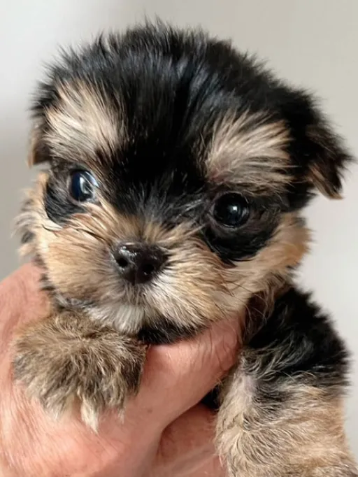 ヨークシャー・テリアの子犬販売