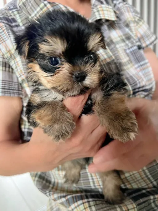 ヨークシャー・テリアの子犬販売