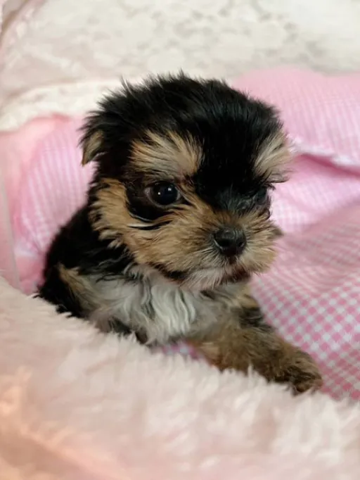 ヨークシャー・テリアの子犬販売