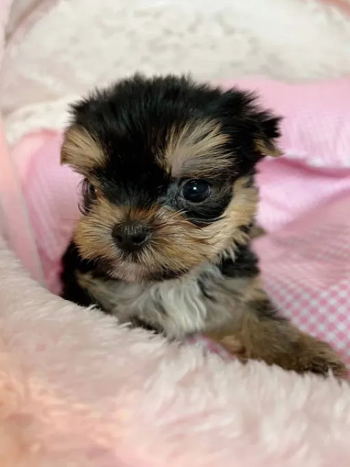 ヨークシャー・テリアの子犬販売