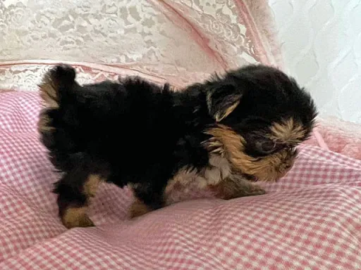 ヨークシャー・テリアの子犬販売