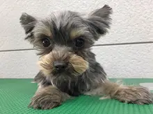 ヨークシャー・テリア