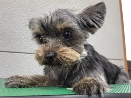 ヨークシャー・テリアの子犬販売