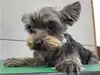 ヨークシャー・テリアのサムネイル画像2