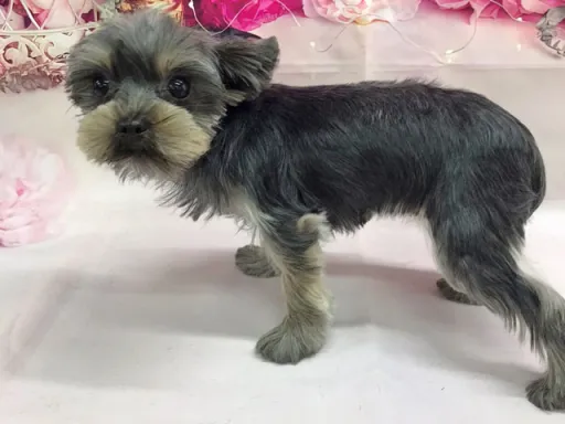 ヨークシャー・テリアの子犬販売