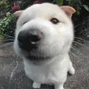 柴犬
Shiba-Inu
161-2