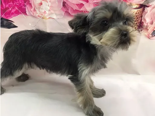 ヨークシャー・テリアの子犬販売