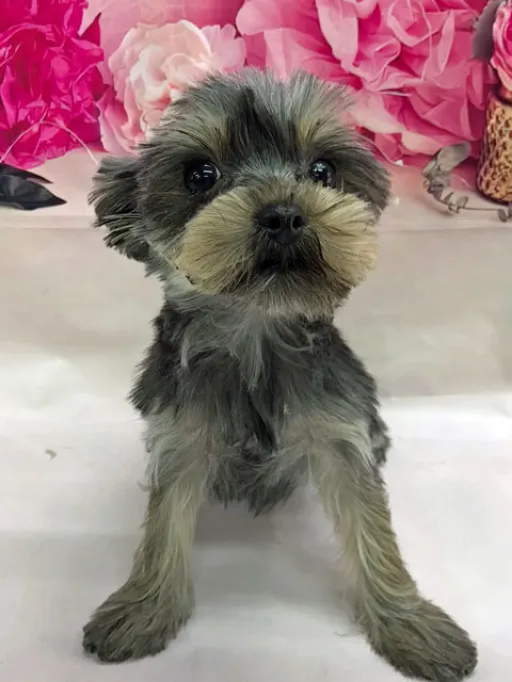 ヨークシャー・テリアの子犬販売