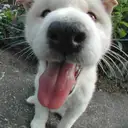 柴犬
Shiba-Inu
161-1