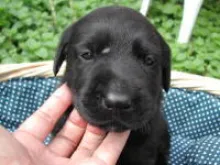 ラブラドール・レトリーバー