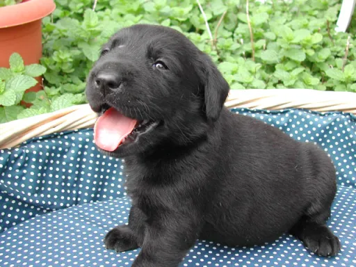ラブラドール・レトリーバーのサムネイル画像2