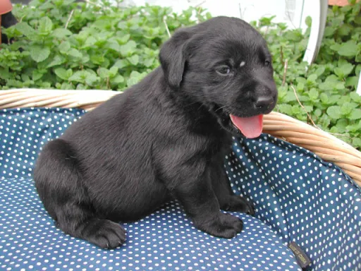 ラブラドール・レトリーバーのサムネイル画像3