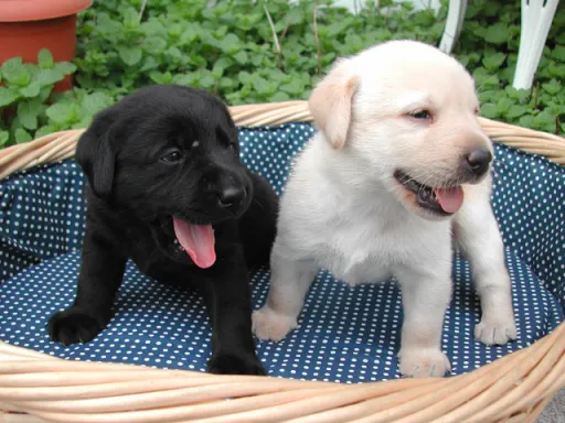 ラブラドール・レトリーバーのサムネイル画像5