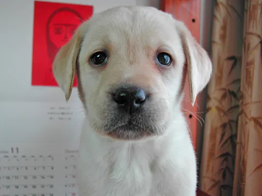 ラブラドール・レトリーバーのサムネイル画像1