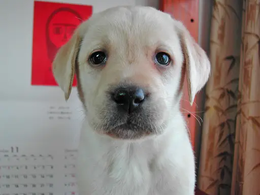 ラブラドール・レトリーバーの子犬販売