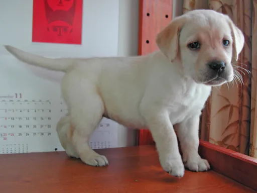 ラブラドール・レトリーバーのサムネイル画像3