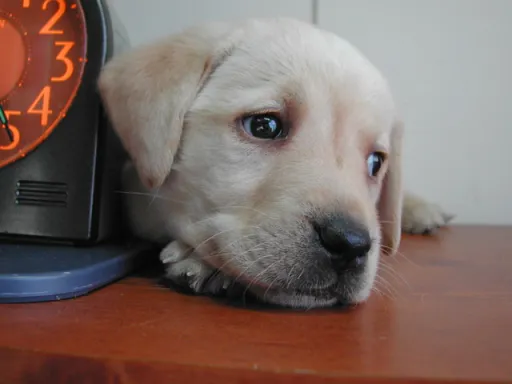 ラブラドール・レトリーバーのサムネイル画像6