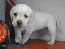 ラブラドール・レトリーバー