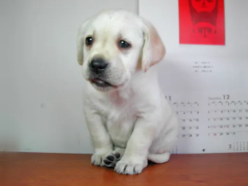 ラブラドール・レトリーバーのサムネイル画像2