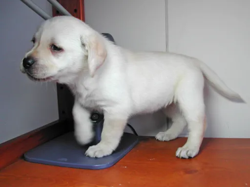 ラブラドール・レトリーバーのサムネイル画像3