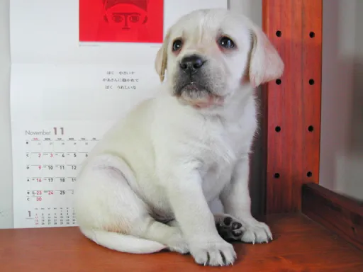 ラブラドール・レトリーバーのサムネイル画像4