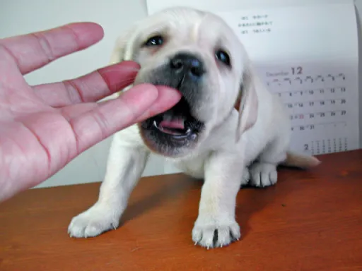 ラブラドール・レトリーバーのサムネイル画像6